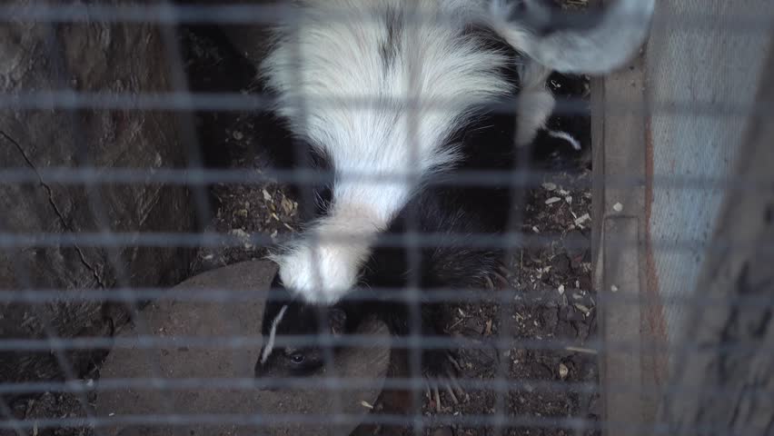Odessa, Ukraine - 29th of June, 2017: 4K Odessa zoological garden - Family of Striped skunks in cage
