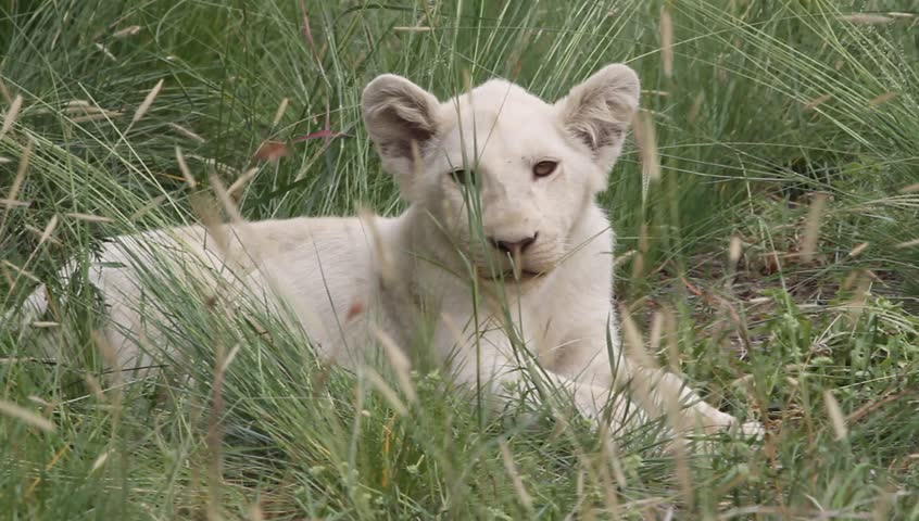 White lion cub sitting in the lush green grass.