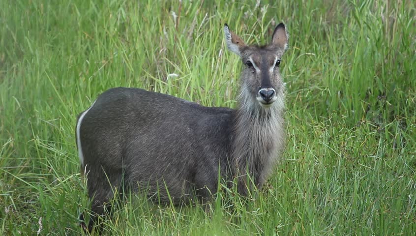 Female Waterbuck standing in the lush green grass.