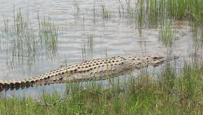 Nile crocodile lying at the water's edge.
