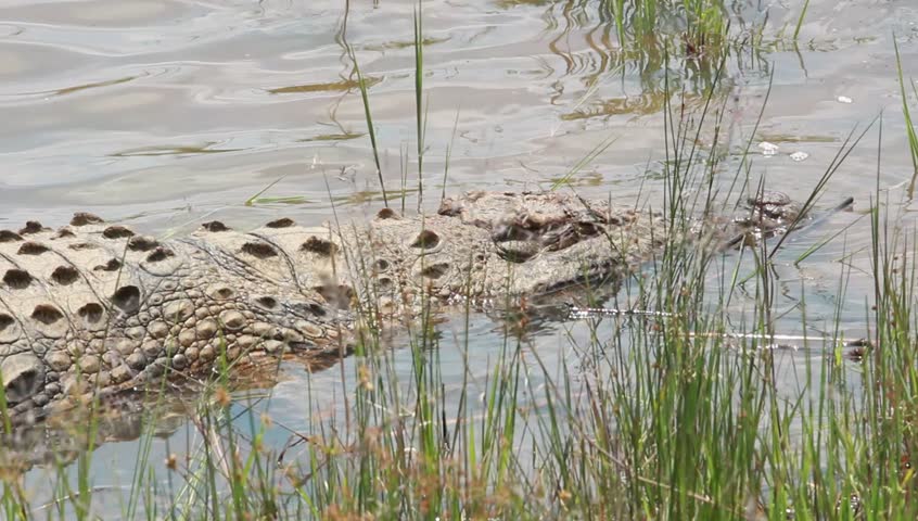 Close up of the Nile crocodile's head lying in the water.
