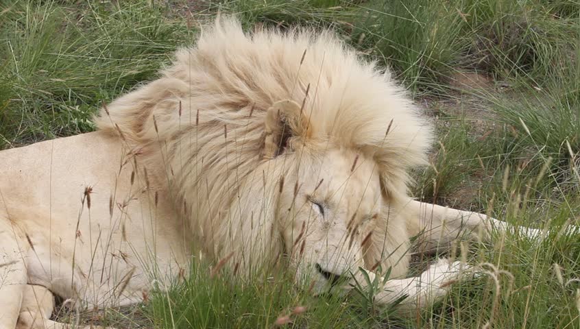 Medium shot of adult male White lion resting.