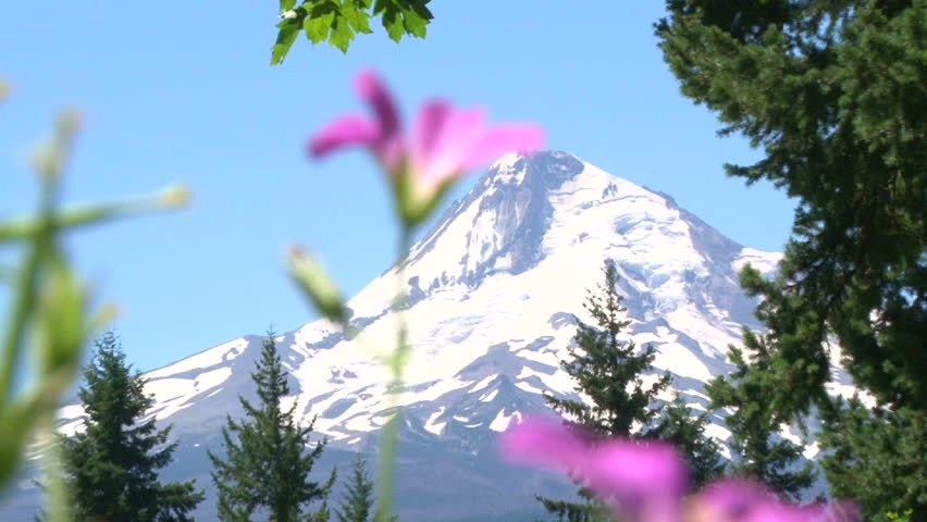 Wildflowers sway in the breeze with Mount Hood in Oregon camera zoom in.