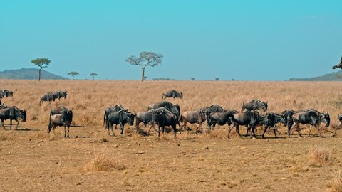 Cinematic camera shot of zebra and wildebeest migration on a bright, hot, sunny day in picturesque, colorful, dry and dusty plains of African savanna of Serengeti national park in Tanzania, Africa.