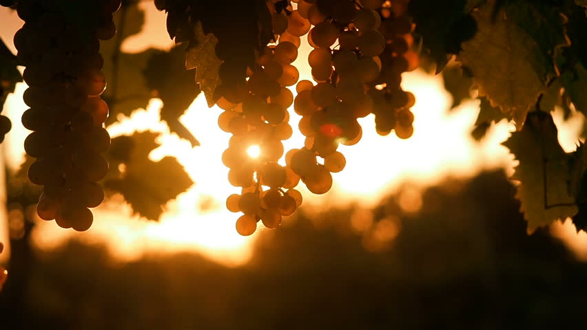 Ripe Vineyard Grapes. Grapes Vineyard Sunset. Tuscany, Italy. Italian Wineyard: Ripe Grapes On The Vine Making White Wine.  Wine Grapes Harvest In Italy. Italian Countryside Beautiful Farms Vineyards.