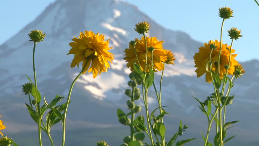 Zoom out from wildflowers to Mount Hood mountain with snow scenery.