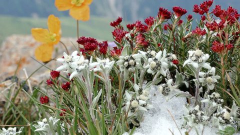 Edelweiss (Leontopodium alpinum) and other flowers on the alpine meadow in the mountains.