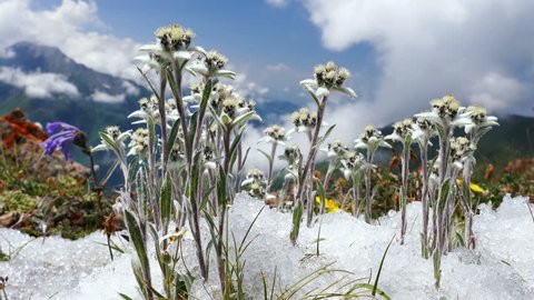 Edelweiss (Leontopodium alpinum) among the melting snow on the background of mountains and clouds. Concept of rare flowers under protection.