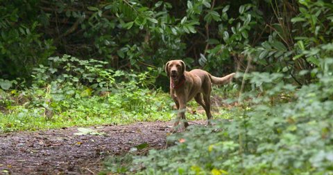German Pointer dog on forest path slow motion