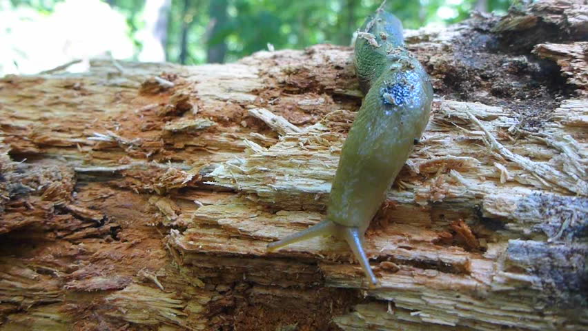 Large Oregon banana slug crawls over wood.