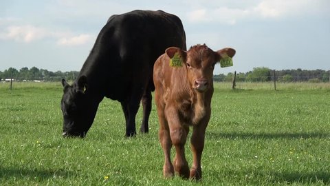 Footage young calf walking towards camera also showing mother cow in background Angus cattle also known as Aberdeen Angus in most parts of world are a breed of cattle commonly used in beef production