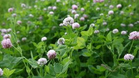 Clover blossom in a field in summer. HD video footage shooting of static camera. Trifolium medium.