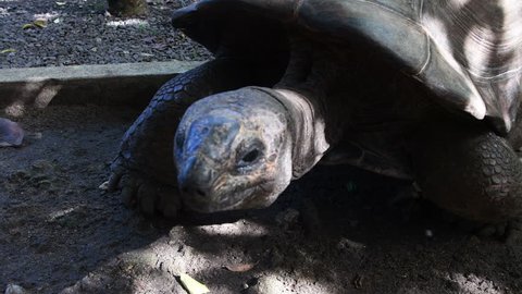 A giant tortoise in Mauritius, brought originally from Seychelles.
