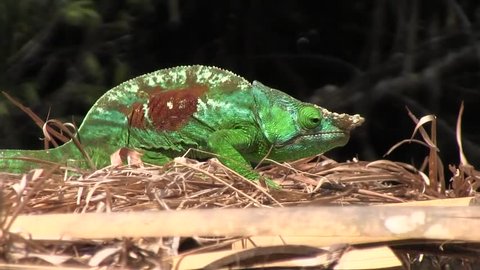 A chameleon in Madagascar.