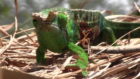 A chameleon in Madagascar.