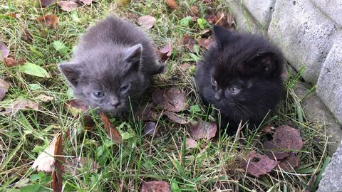 two small kittens sitting in the grass near the fence