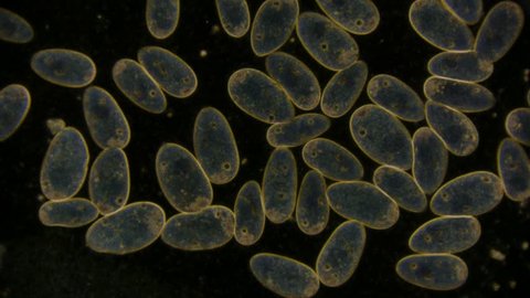 unicellular microorganism - paramecium under the microscope