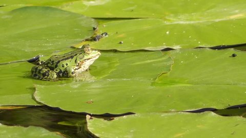 Marsh frog (Pelophylax ridibundus) is largest frog native to Europe and belongs to family of true frogs. It is very similar in appearance to the closely related edible frog and pool frog.