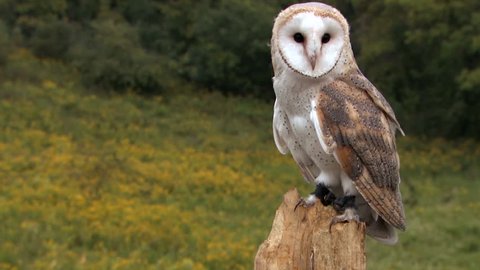 Barn owl in forest