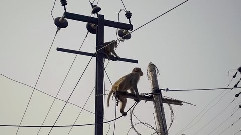 A small monkey sits on high-voltage wires and touches the wire, the second animal on whom the leash is not wearing goes down the wooden pillar