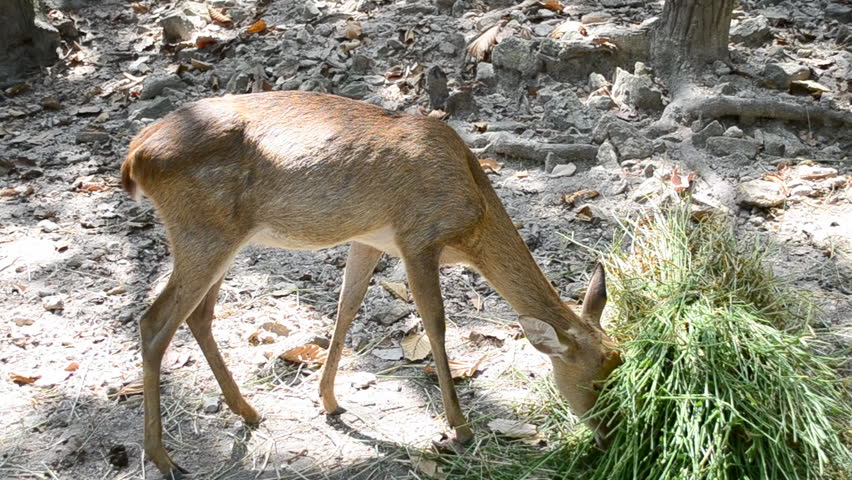 beautiful  Young deer eating grass