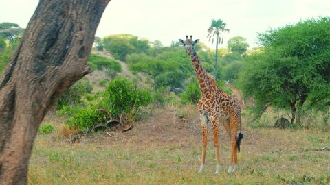 Cinematic camera shot of giraffe family feeding and resting in shadows in colorful, dry savanna fields of African savanna of Tarangire national park in Tanzania, Africa on a bright, hot, sunny day.