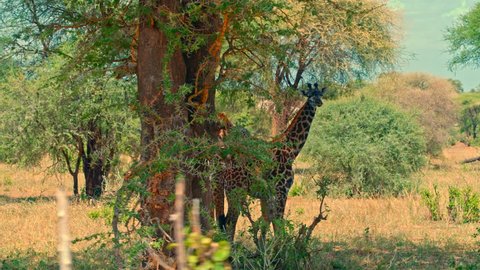 Cinematic camera shot of giraffe family feeding and resting in shadows in colorful, dry savanna fields of Tarangire national park in Tanzania, Africa on a bright, hot, sunny day.