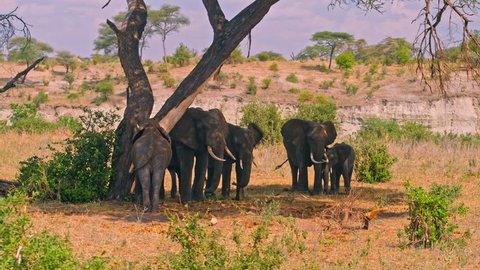 Family of elephants cooling off in shadows, hiding from heat of scorching sun in colorful, dry savanna fields of Tarangire national park in Tanzania, Africa on a bright, hot, sunny day.