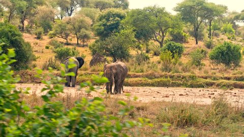 Cinematic camera shot of elephants drinking from water hole of almost dry river bed in colorful, dry savanna fields of Tarangire national park in Tanzania, Africa on a bright, hot, sunny day.