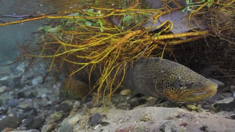 Underwater footage of sea trout (Salmo trutta) hiding under brink after spawning in small creek