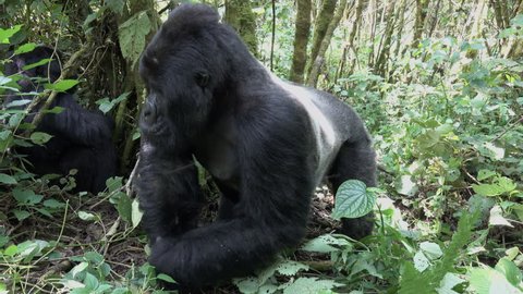 Mountain Gorilla Silverback, runs from left to the right side, very close, Virunga, Democratic republic of Congo, Africa