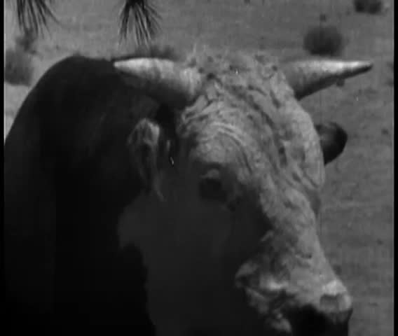 Close-up of bull in pen