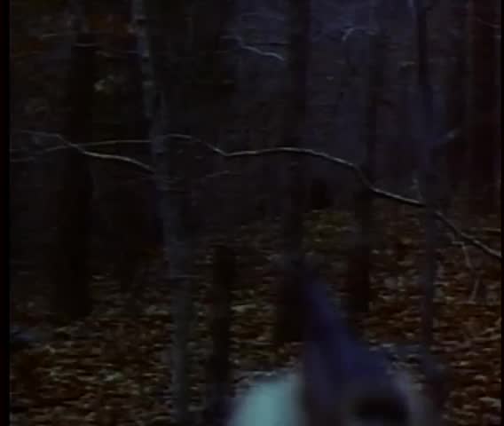 Point of view behind hand pointing gun in woods