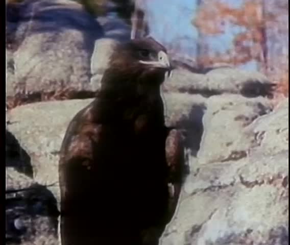 Close-up of hawk on rock