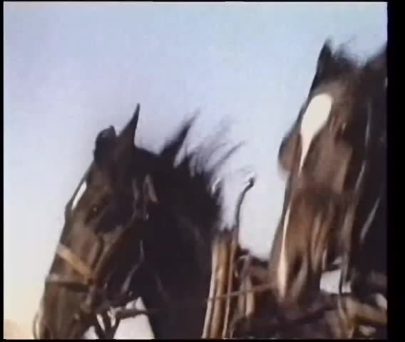 Close up of two stallions running neck to neck