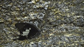Tropical. black butterfly of the genus Papilio. stopping for water amongst the rocks near a mountain stream in Phuket. Thailand. Video 1080p