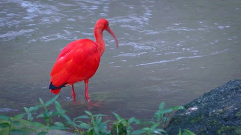Solitary specimen of scarlet ibis. standing in the shallow water of a steam and preening in its habitat enclosure. Video 1080p