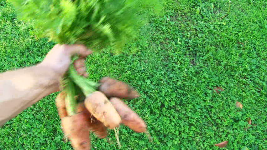 Man holding a large bunch of organic carrots recently picked from home garden.