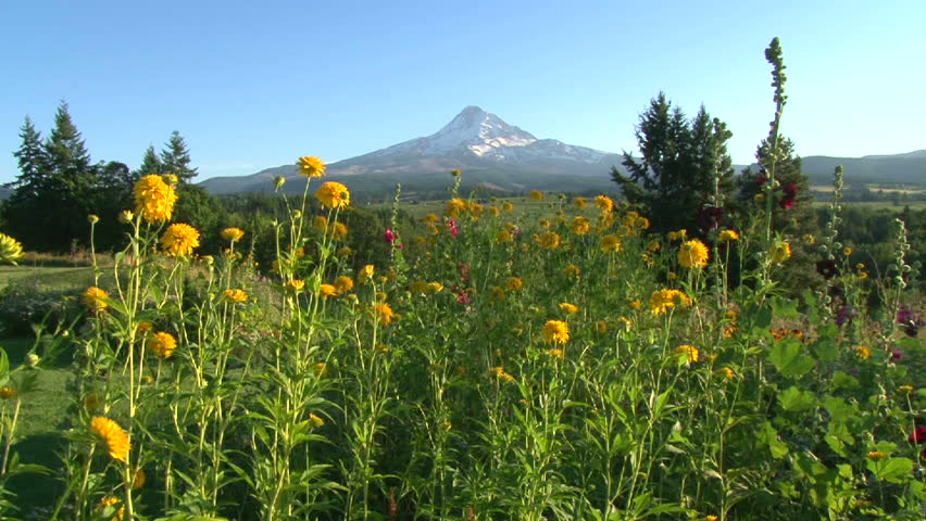 Oregon wildflowers dance and sway in the wind with Mount Hood in the background.