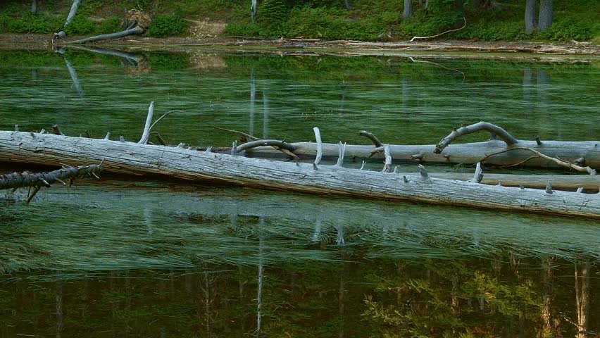 Dawn dead log in forest lake Hidden Swamp Oregon Cascades Oval Lake Mt. Hood National Forest