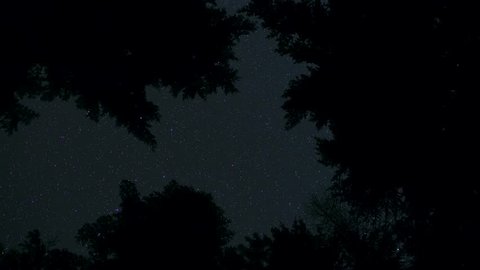 Dark silhouette of fir and pine tree forest against starry night sky motion spin