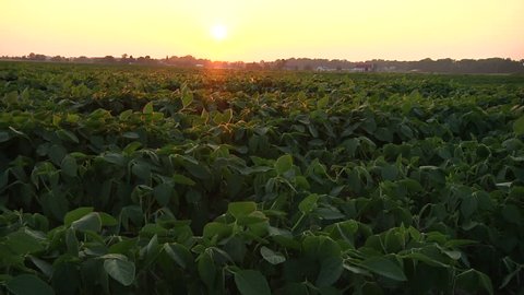 Slider shot of soy bean crop at sunset in Canada. Soy plants in field at evening. Suns rays setting on farm soybean field. Farming for food at grocery store. Crop of soy plants at sunset.