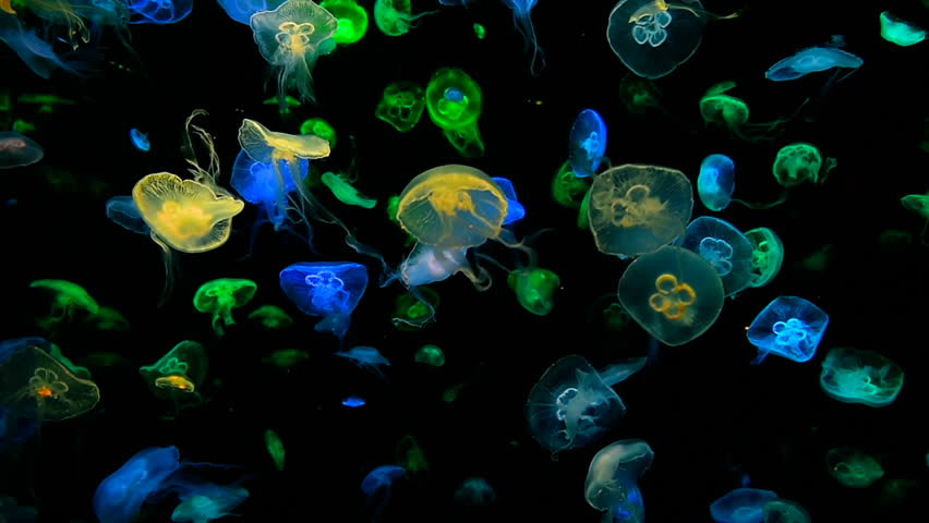 Colorful Jellyfish underwater. | Shutterstock HD Video #32641108