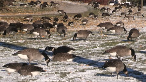 Canada geese in the snow on cold winter day after failing to migrate