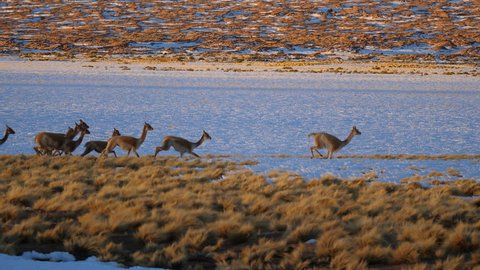 Vicuna run through snowy field in Andes