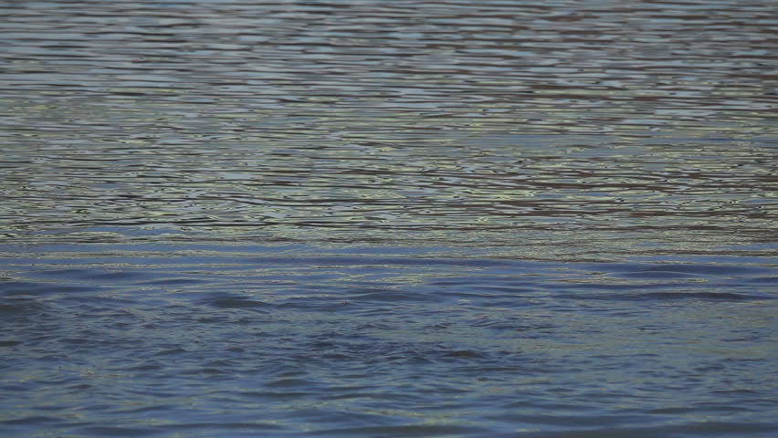 Ruddy shelduck (Tadorna ferruginea). Duck suddenly runs over the water, slow motion (slowed down eight times)