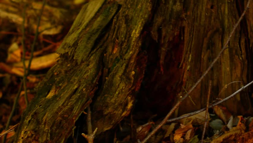 Parasol mushroom close up low angle dolly shot.
