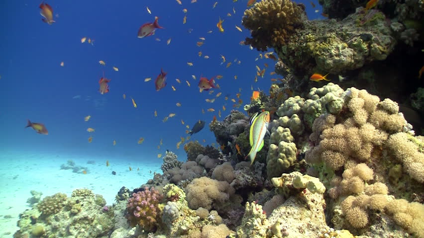 Colorful Fish on Vibrant Coral Reef, static scene, Red sea