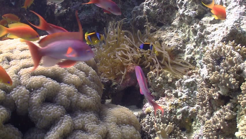Colorful Fish on Vibrant Coral Reef, static scene, Red sea