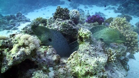 Two Moray on Coral Reef, Red sea